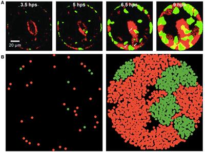 A Microfluidics and Agent-Based Modeling Framework for Investigating Spatial Organization in Bacterial Colonies: The Case of Pseudomonas Aeruginosa and H1-Type VI Secretion Interactions